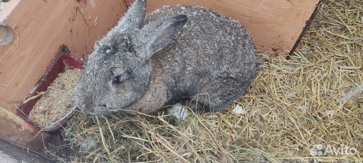 Продам кроликов