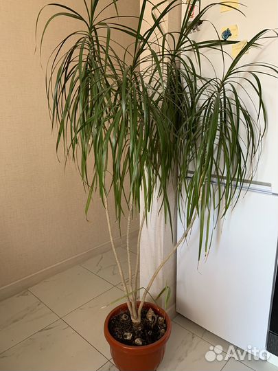 Продам цветы комнатные пальма драцена