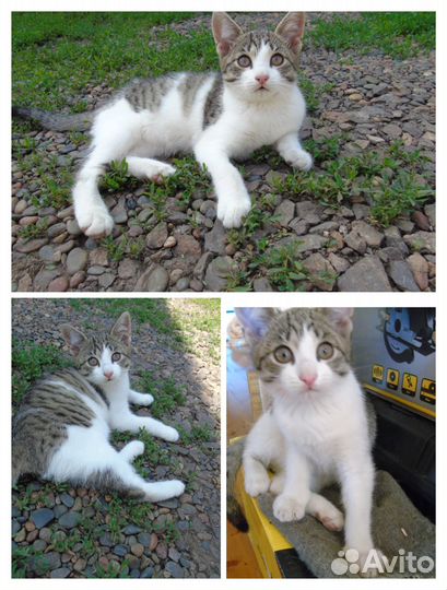 Кошечка по имени Таисия