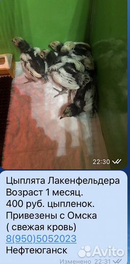Породные куры