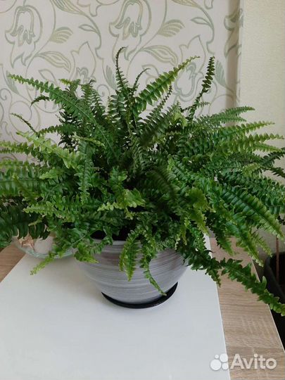 Комнатные растения