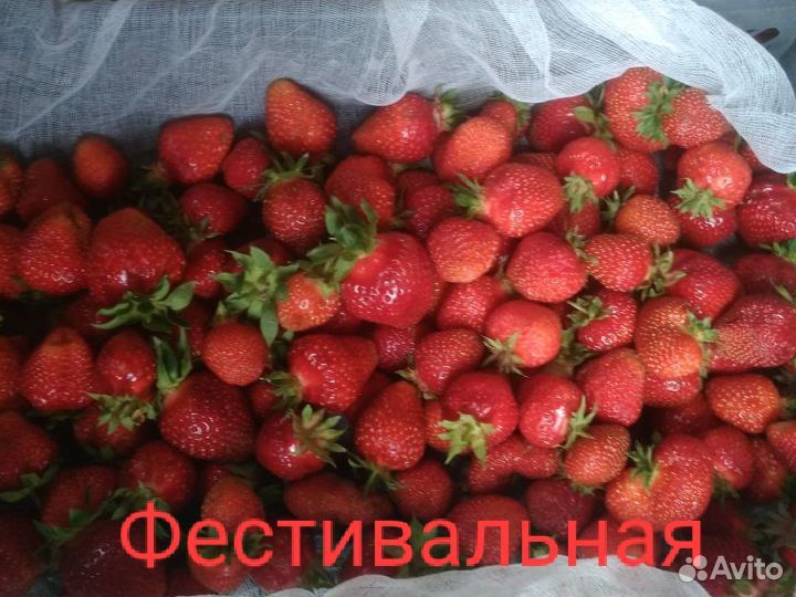 Рассада сортовой клубники