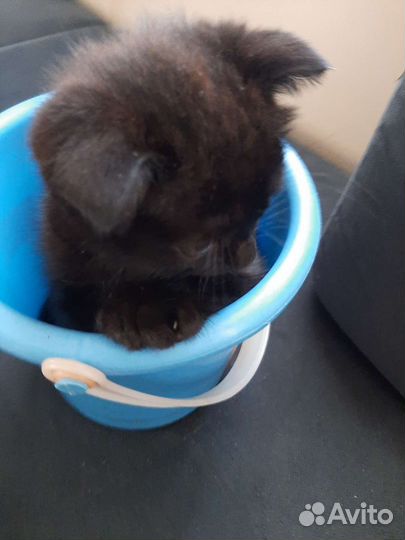Британские котята