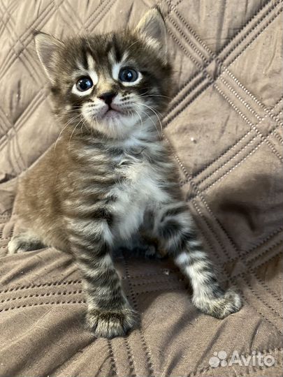 Котенок бесплатно