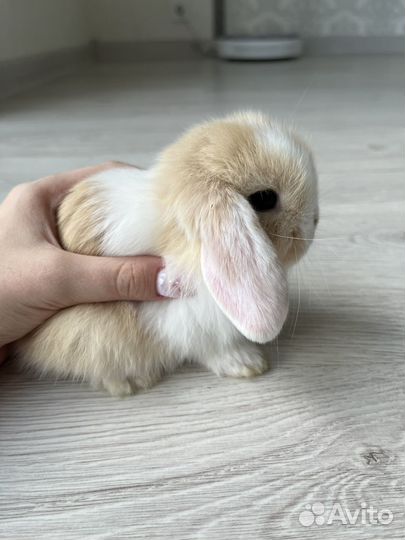 Карликовый вислоухий кролик