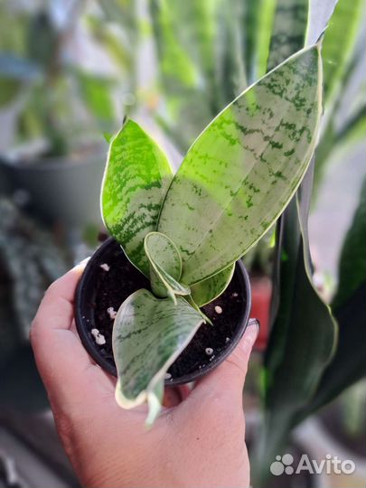 Сансевиерия Ханни Сильвер крем