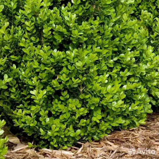 Семена самшита