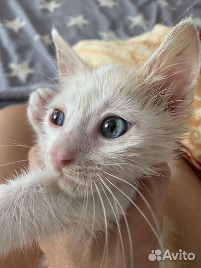 Котенок (котик)