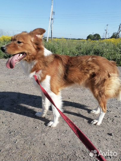 Собака в добрые руки