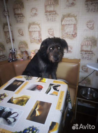 Собака на вязку