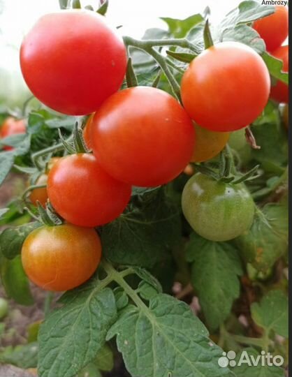 Семена комнатных томатов Пиноккио, Балконное чудо