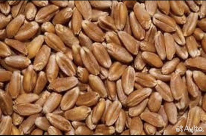 Зерно пшеница фураж