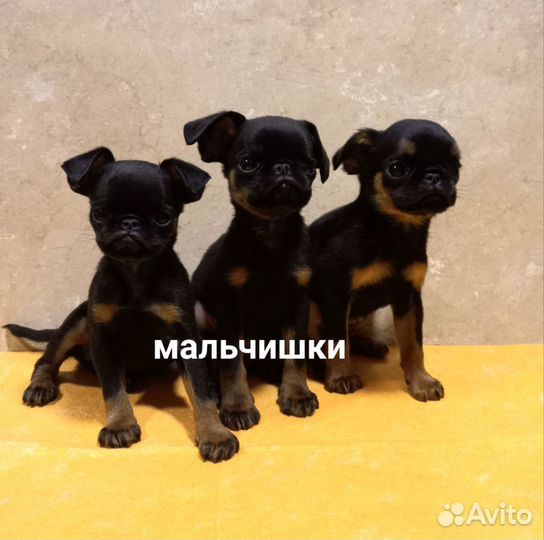 Пти Брабансон три гнома