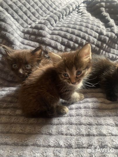 Отдам котенка в добрые руки