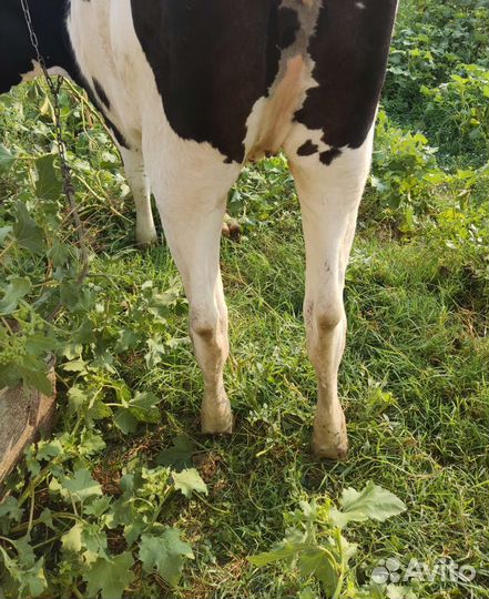 Коровы и телки стельные