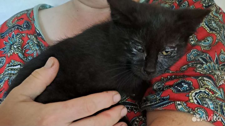 Котята в хорошие руки