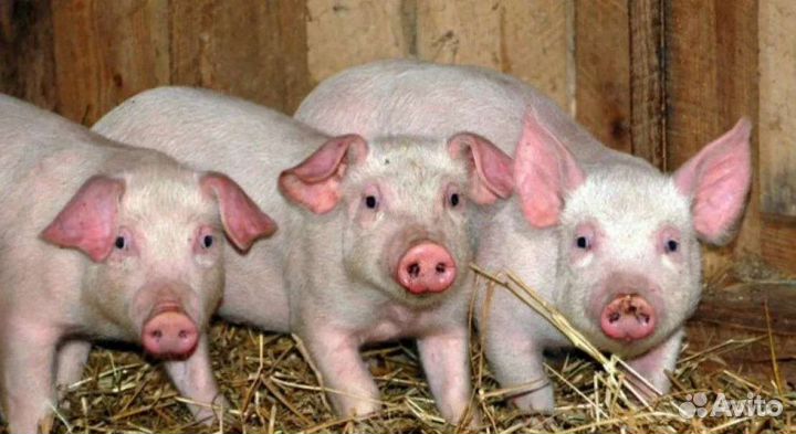 Поросенок ландрас