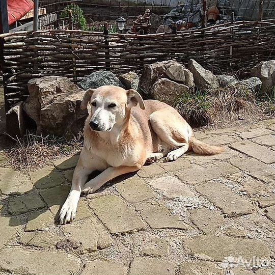 Передержка домашних животных