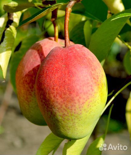 Саженцы груши Киргизская Зимняя