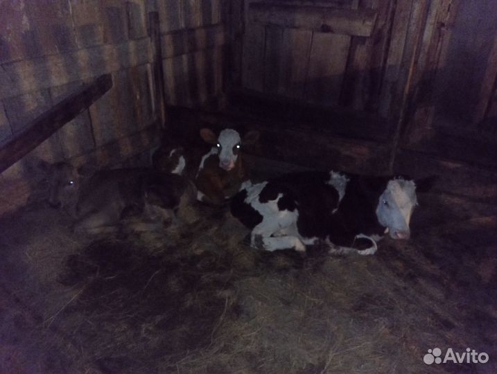 Телочки, бычки