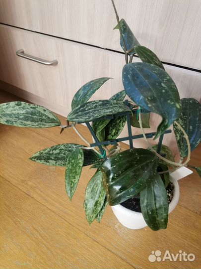 Хойя, эписция