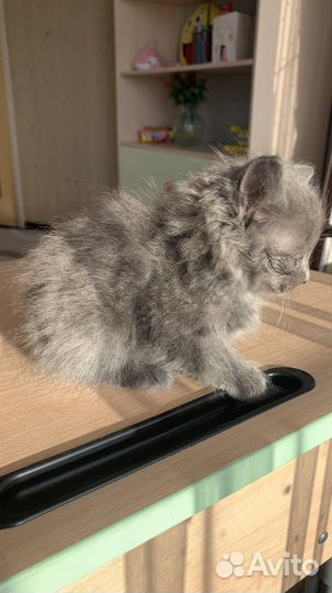 Котенок в добрые руки
