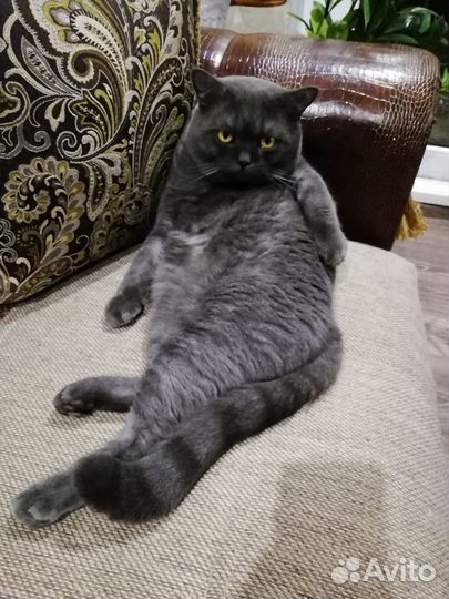 Отдам кота в хорошие руки