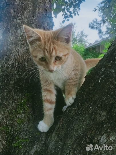 Европейская кошка