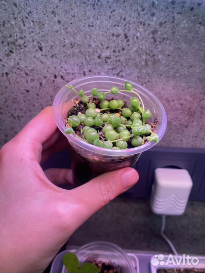 Крестовник роули