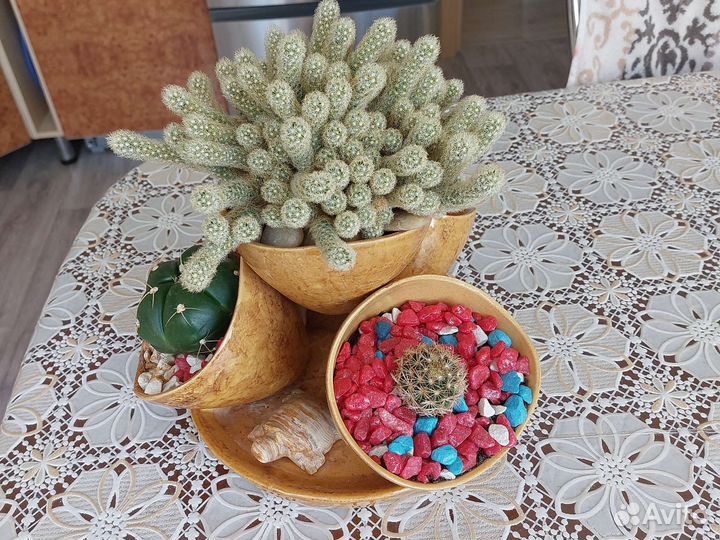 Комнатные растения