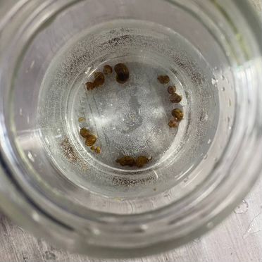 Улитки аквариумные