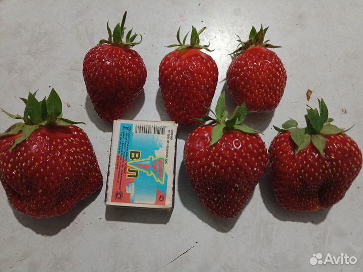 Продаю рассаду клубники, цветов