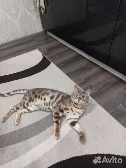 Кот на вязку