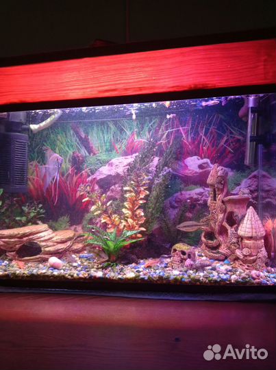 Аквариум 50л