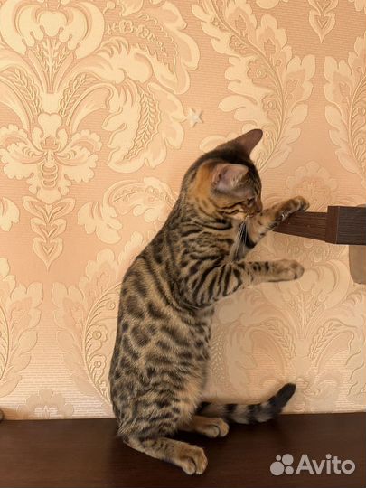 Бенгальский котёнок девочка