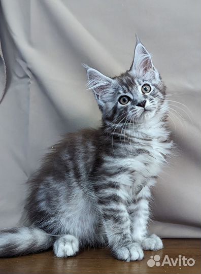 Котята мейн-кун