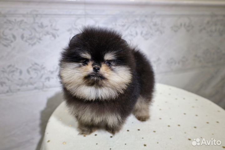 Девочки Померанского Шпица