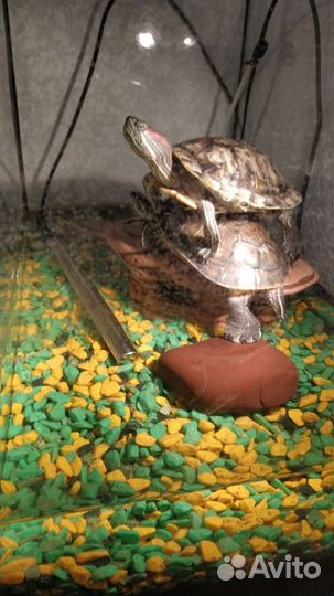 Красноухая черепаха