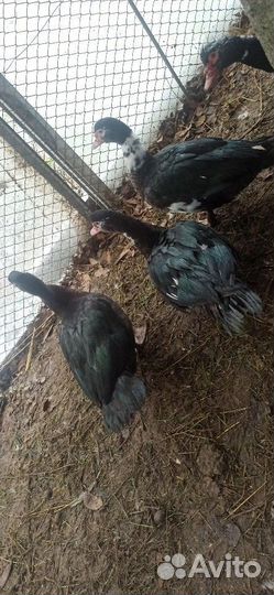 Мускусные Утки