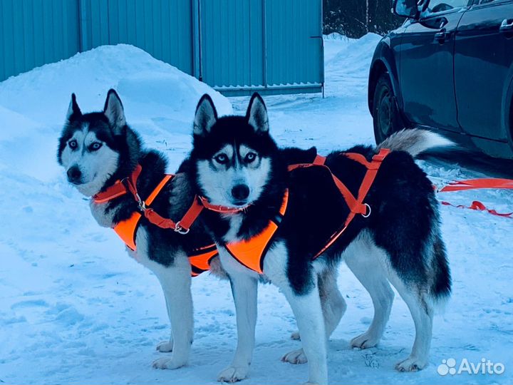 Сибирские хаски ищут дом