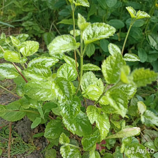 Многолетние растения для сада