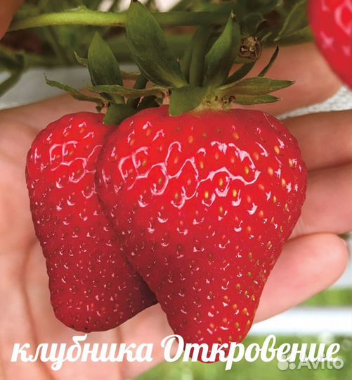 Саженцы клубники Откровение