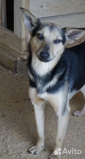 Собака Малыш