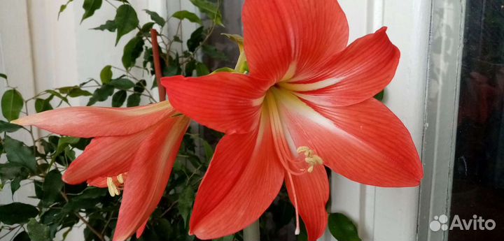 Гиппиаструм