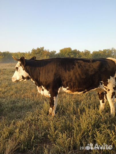 Тёлка 1.5 года