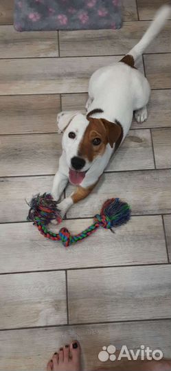 Вязка джек Рассел терьер