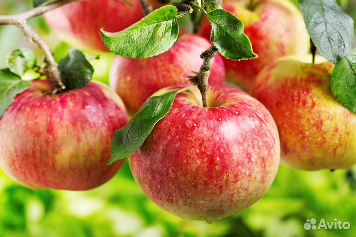 Сбор яблок 3-х разовое питание Липецкая обл