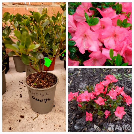 Саженцы рододендронов