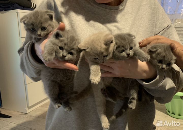 Британские котята