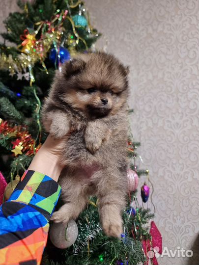 Померанский шпиц девочки и мальчики крем и рыжули